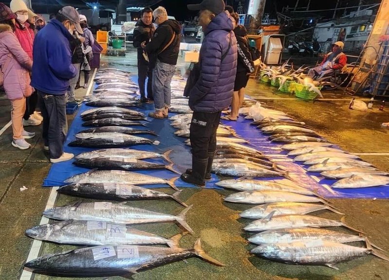 澎湖冬季漁汛「土魠魚」冬至過後現蹤，澎湖漁船頂著風浪出海大有斬獲，滿滿漁貨26日在馬公第三漁港拍賣市場標售，不少民眾前來挑選搶購。中央社  114年12月26日