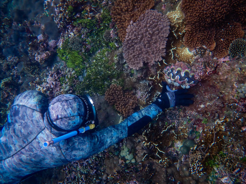 花蓮豐濱鄉港口社區發展協會，在海保署在地守護計畫支持下，由熟悉海域的潛水高手組成監測小隊，長期進行硨磲貝等海洋生物調查。（豐濱鄉港口社區發展協會提供）中央社記者李先鳳傳真　114年12月28日