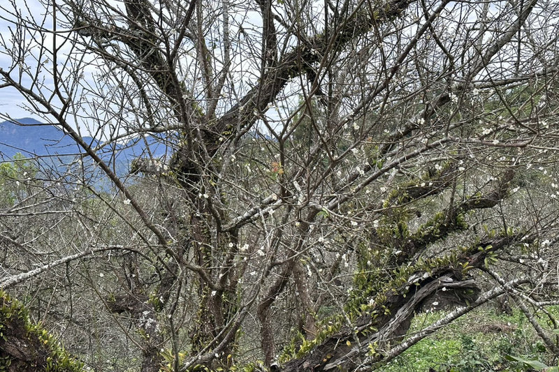 台南市楠西區梅嶺風景區梅花開始綻放，當地居民預估盛開期約在115年1月中旬。（陳居峰提供）中央社記者楊思瑞傳真  114年12月28日