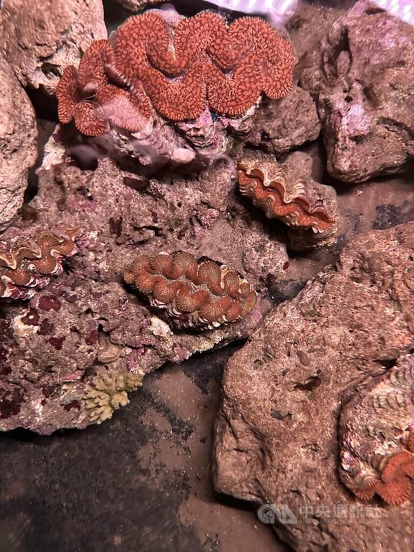 花蓮豐濱鄉石梯坪潮間帶與火山岩礁孕育多樣生態，其中最珍貴的就是被稱為「海中玫瑰」的硨磲貝。港口社區發展協會成立石梯坪硨磲貝復育試驗基地，成為東海岸重要的海洋保育示範場域。中央社記者李先鳳攝　114年12月28日