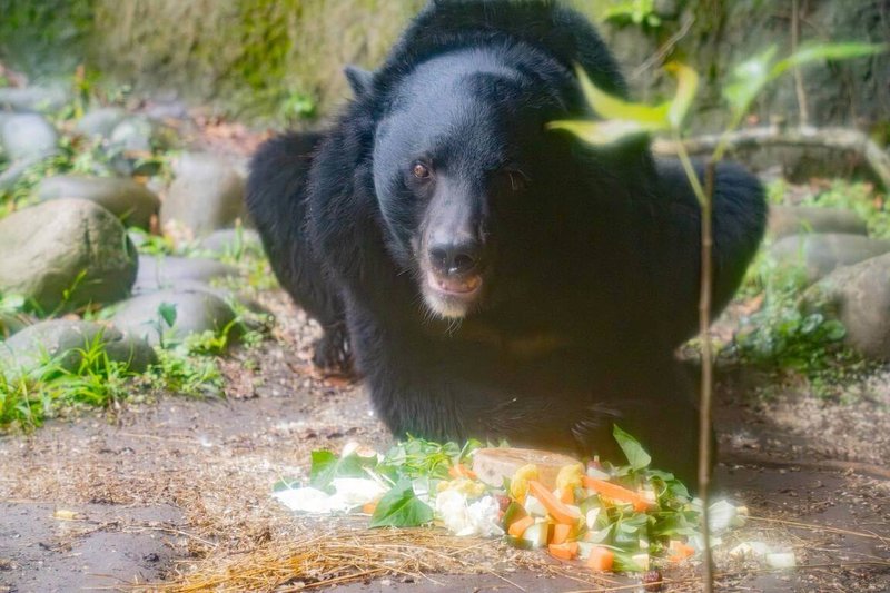 台北市立動物園內亞洲黑熊「黑糖」慶祝17歲生日，園方以當令蔬果製作蛋糕，滿足牠以植物為主食的雜食性需求。（台北市立動物園提供）中央社記者楊淑閔傳真　114年12月30日