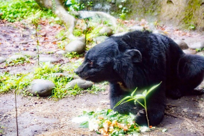 台北市立動物園內亞洲黑熊「黑糖」慶祝17歲生日，想尋找保育員藏在活動現場的其它蔬果早餐，相信觀看過程的遊客，能從中體會黑熊如何以其靈敏的嗅覺覓食。（台北市立動物園提供）中央社記者楊淑閔傳真　114年12月30日