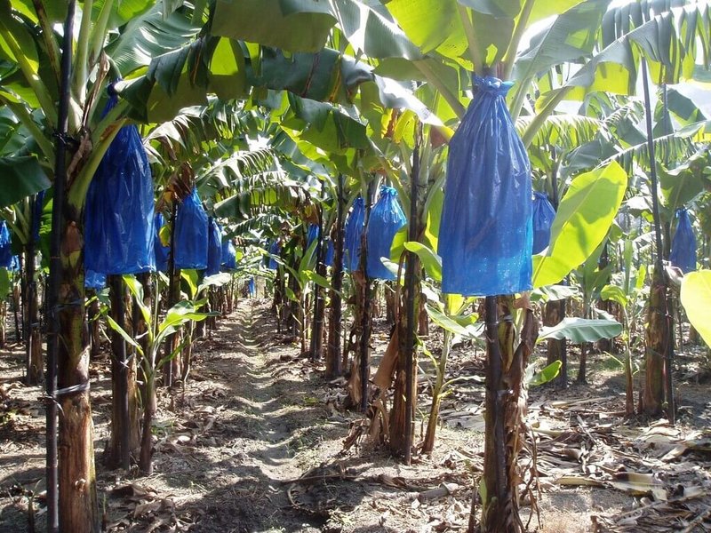 強烈大陸冷氣團元旦將來襲。農業部農糧署31日呼籲農友做好農作防寒保暖措施，建議採用套袋、覆蓋等方式，防低溫凍傷。（農糧署提供）中央社記者汪淑芬傳真  114年12月31日