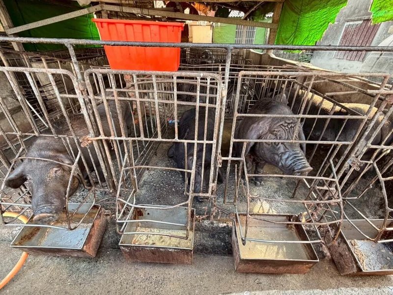 屏東縣政府查獲崁頂鄉陳姓養豬場放有廚餘桶供民眾丟置家庭廚餘,且飼料槽有餵飼後明顯殘渣,棟舍外廚餘桶內也有殘存廚餘,餵飼事實明確,依法開罰。(屏東縣政府提供)中央社記者黃郁菁傳真 114年12月31日
