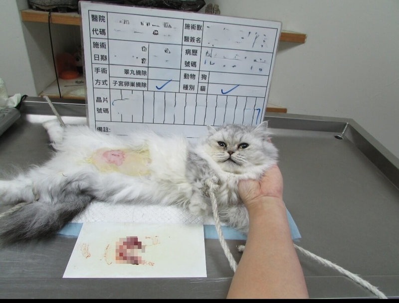 新北市動保處表示，115年度犬貓絕育補助1日開跑，民眾帶犬貓施作絕育手術並提出申請，最高可補助新台幣2000元，申請資料需附上寵物完整術前、術後照片等。（新北市動保處提供）中央社記者曹亞沿傳真　115年1月1日