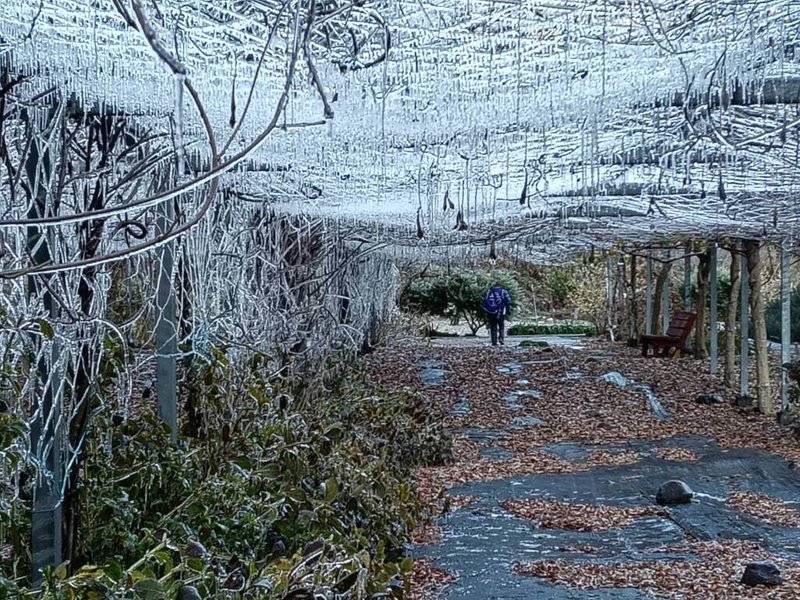 武陵農場3日清晨出現低溫攝氏零下1.2度，武陵農場內藤花園美麗冰晶簾再現。（武陵農場提供）中央社記者趙麗妍傳真　115年1月3日