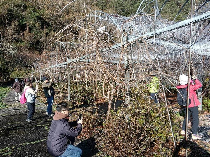 武陵農場3日清晨出現低溫攝氏零下1.2度，武陵農場內藤花園美麗冰晶簾再現，遊客不畏低溫寒冷，前往拍照留念。（武陵農場提供）中央社記者趙麗妍傳真　115年1月3日