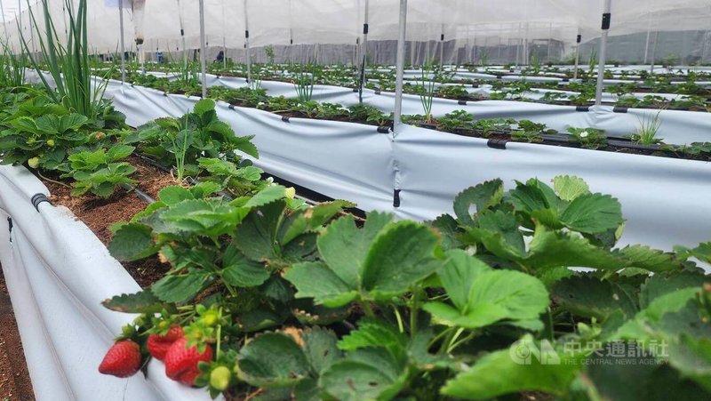 澎湖首座「秧米草莓園」3日開園,民眾可入園採摘,未來將以網路預約制方式營運,並規劃園區導覽、草莓生態解說、草莓及香草盆栽體驗。中央社 115年1月3日