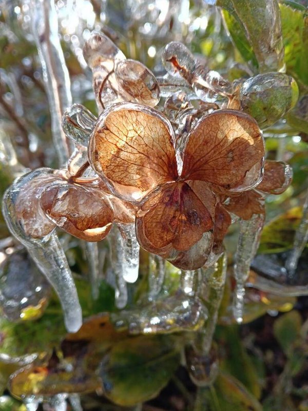 武陵農場3日清晨出現低溫攝氏零下1.2度，農場花朵被冰封，如糖葫蘆一般。（武陵農場提供）中央社記者趙麗妍傳真　115年1月3日