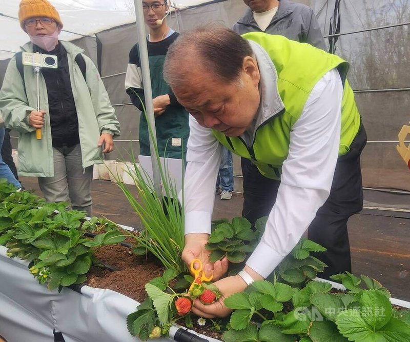 澎湖縣長陳光復(右)等人3日共同為「秧米草莓園」開園,陳光復還充當代言,現場採摘草莓品嚐一番。中央社 115年1月3日