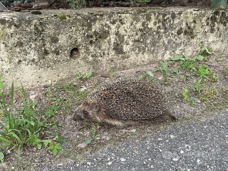 愛沙尼亞選定刺蝟為2026年度動物，期望透過這種與人類生活距離極近的小型哺乳動物，喚起動物與環境保護意識。圖為記者在立陶宛維爾紐斯住家附近拍到的野生刺蝟，攝於2024年6月29日。中央社記者游堯茹維爾紐斯攝　115年1月4日