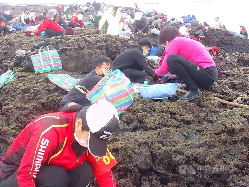 澎湖海域最近持續低溫寒流，姑婆嶼紫菜生長情形良好，澎湖赤崁龍德宮管理委員會5日率民眾登島採紫菜。中央社  115年1月5日