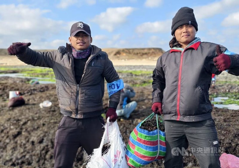把握寒流低溫空檔，天氣稍好轉，澎湖赤崁龍德宮管理委員會5日率民眾登島採紫菜，每人都是全副武裝，戴著手套、帽子、圍脖等禦寒。中央社  115年1月5日