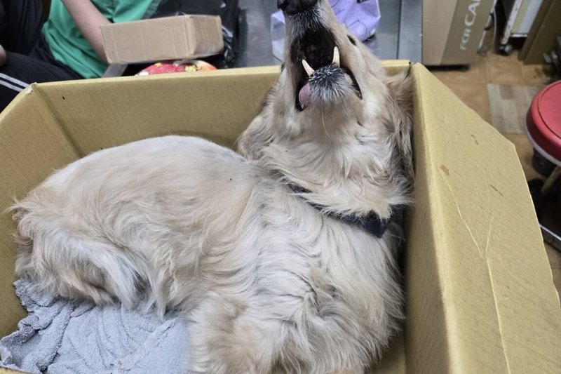 新北市新莊區日前有犬隻自3樓陽台欄杆縫隙墜落至1樓，動保處表示，經送醫搶救，犬隻雖救回一命，但因骨盆骨折，傷勢嚴重，恐有終身癱瘓之虞。（動保處提供）中央社記者王鴻國傳真　115年1月5日