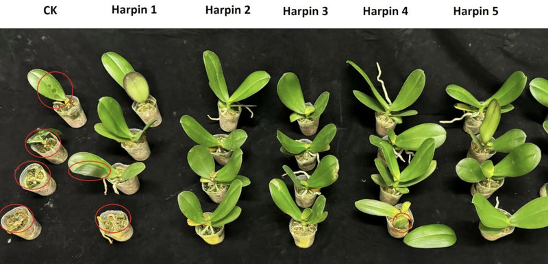 農業部高雄區農業改良場響應國家「農藥減量」與「食安五環」政策，聚焦研究細菌蛋白Harpin，近期在應用上取得重大進展。實驗顯示，蝴蝶蘭施用Harpin蛋白（1000倍稀釋）7天後，細菌性軟腐病發生輕微（紅圈處為病徵），CK為對照組，防治率可達75%以上。（高雄農改場提供）中央社記者汪淑芬傳真　115年1月5日