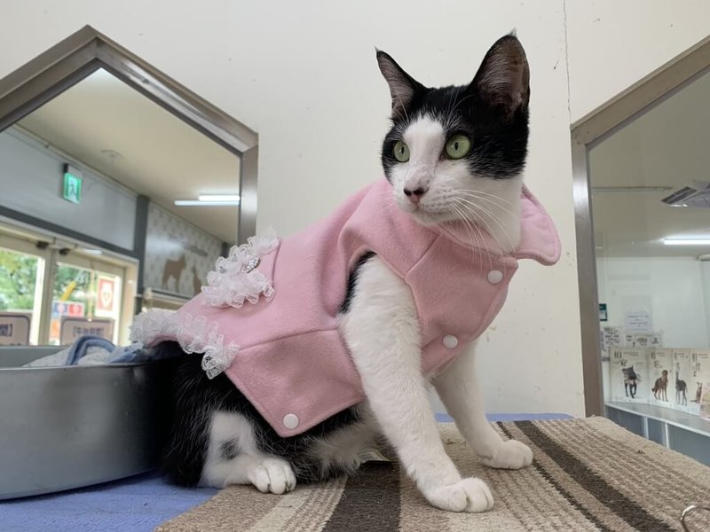 台北市動物保護處表示，提高犬貓絕育補助金額，最高補助新台幣2000元，並增加寵物保險補助對象，設籍台北市的犬貓也能由飼主申請，最高補助3000元。圖為動物之家的貓隻。（動保處提供）中央社記者劉建邦傳真　115年1月6日