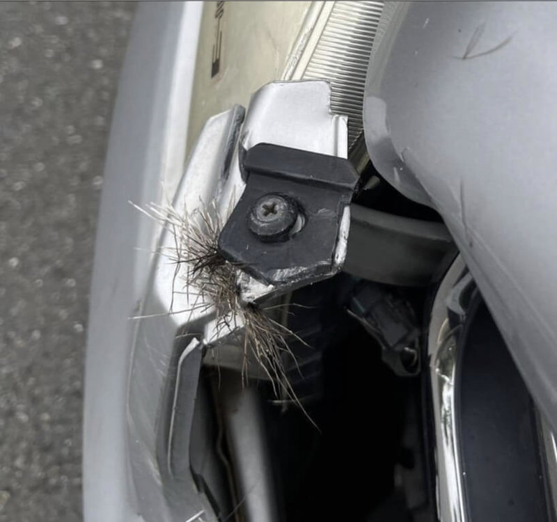 民眾6日開車行經台74甲線東外環道時，撞上一隻突然衝出的水鹿，水鹿挨撞翻滾倒地，仍自行起身走入山區，駕駛無大礙，下車查看時才發現轎車車頭凹陷，車身還夾著鹿毛。（民眾提供）中央社記者吳哲豪傳真　115年1月7日