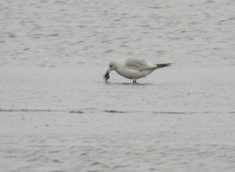 台南市野鳥學會鳥友林坤慧7日在台南市將軍區鹽田發現國際自然保育聯盟紅色名錄中列為易危等級的遺鷗（圖），台南鳥會8日表示，這是台灣的第5筆紀錄。（林坤慧提供）中央社記者張榮祥傳真　115年1月8日