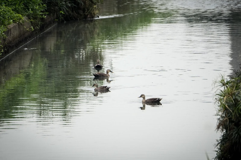 野生候鳥花嘴鴨再度現蹤新北板橋湳仔溝，在津渡橋下自在悠遊。新北市水利局9日表示，花嘴鴨連2年成群報到，顯示湳仔溝已恢復生機。（新北市水利局提供）中央社記者曹亞沿傳真　115年1月9日