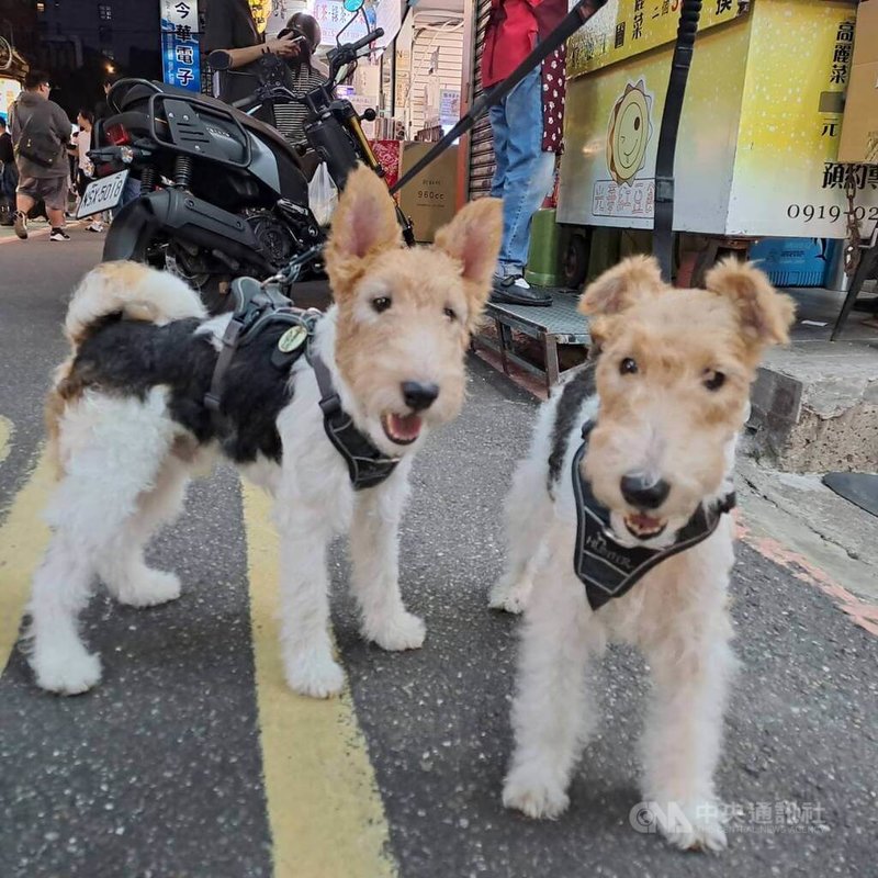 貓、狗是民眾最常見的寵物，獸醫師指出，注射疫苗主要是降低寵物染病機率、減輕症狀；而注射疫苗前，須做檢查，萬一貓、狗已染病，就不可接種疫苗。中央社記者潘智義攝　115年1月10日