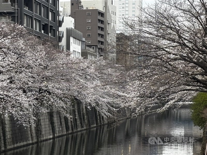圖為東京著名賞櫻景點目黑川。（中央社檔案照片）