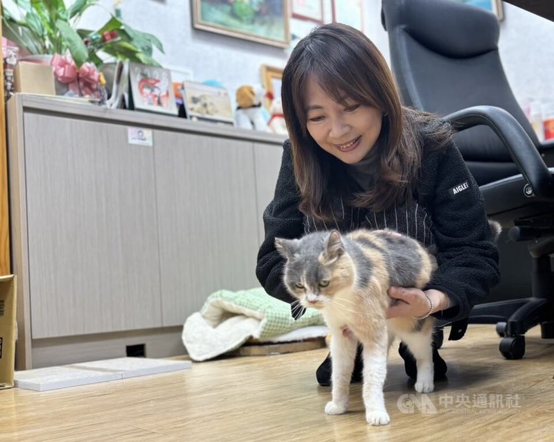 民進黨立委郭昱晴從繁殖場認養貓咪取名「芋圓OE」，並讓愛貓坐鎮國會辦公室，平時問政結束就抽空回辦公室「吸貓」，在高壓政治氣氛中自我放鬆。中央社記者郭建伸攝　115年1月10日