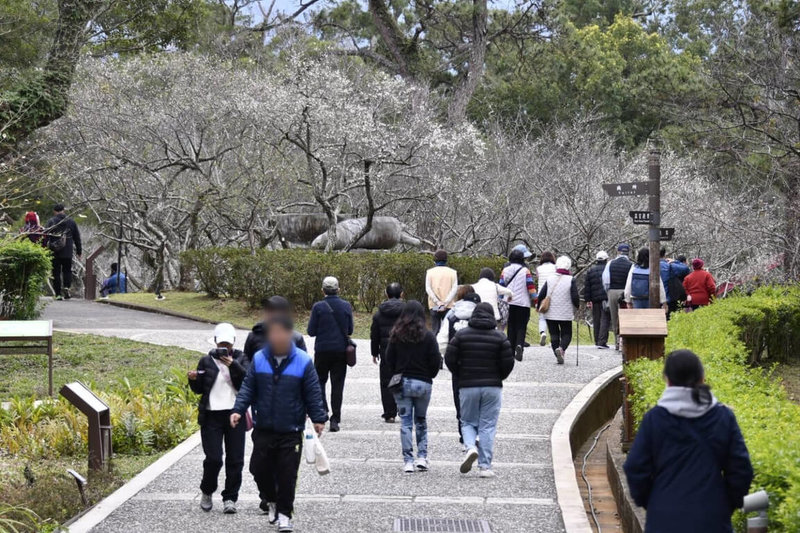 桃園市角板山行館園區內近300棵梅花樹陸續綻放，桃園市風景區管理處表示，目前花況約5成，預估1月中旬進入盛開期，市府將每週更新資訊，民眾可隨時查詢掌握花況。（桃園市政府風景區管理處提供）中央社記者吳睿騏傳真　115年1月11日