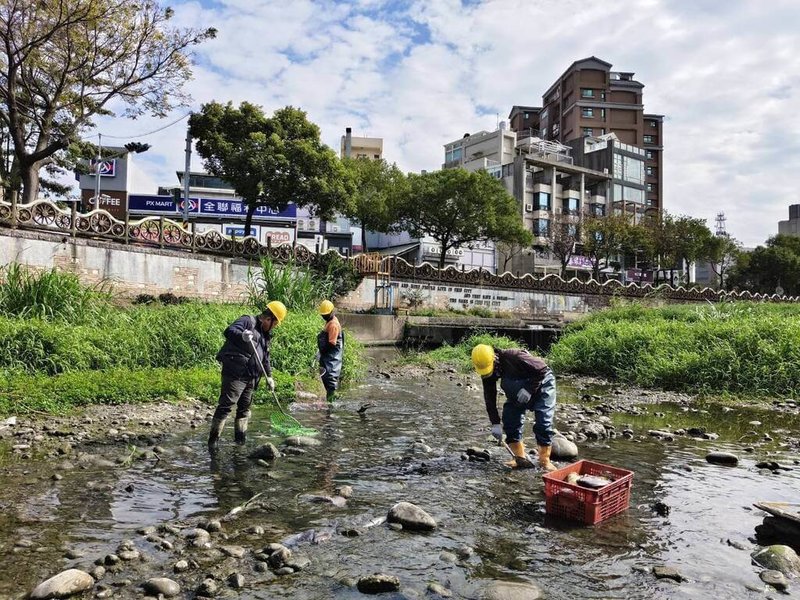 新竹縣豆子埔溪近日出現魚群死亡事件，新竹縣政府12日研判因正值枯水期且氣溫下降，造成水量大幅降低，魚群缺氧死亡；縣府已委由契約廠商每天派工清理，並設置3處備援水井補充水量，以降低魚群死亡情形。（新竹縣政府提供）中央社記者郭宣彣傳真　115年1月12日