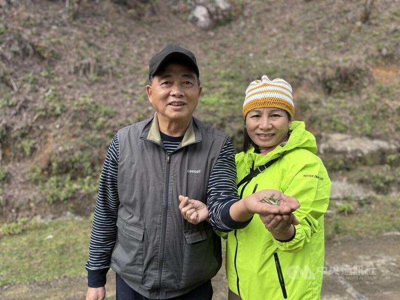 茶師徐國安（左）與妻子菊姐（右）在北越宣光省黃樹皮縣經營「河安茶」，專門製作珍貴卻其難掌握的古樹茶，受到各界茶友喜愛，常有來自世界各地客人拜訪茶廠，被越南茶友稱為古樹茶先鋒。中央社記者曾婷瑄河內攝115年1月12日