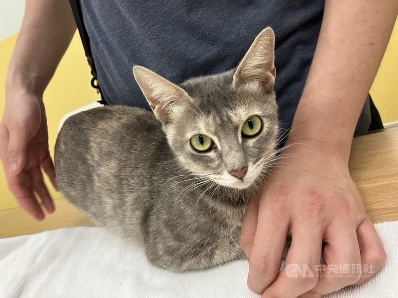 新竹縣政府12日表示,竹縣貓隻飼養數量持續增加,為強化保護動物與飼主責任,115年1月1日起家貓已納入強制寵物登記管理,透過寵物登記制度,可快速辨識寵物身分,也能協助走失寵物尋回並防止棄養。中央社記者郭宣彣攝 115年1月12日