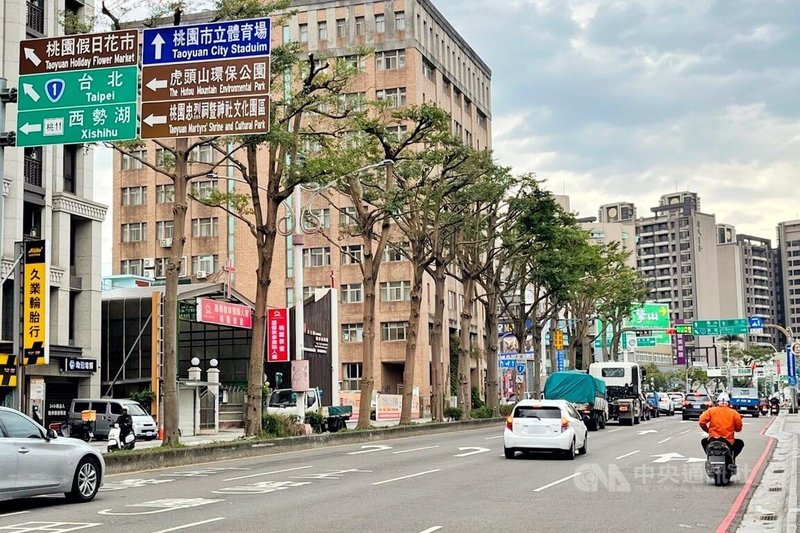 有民眾開車在桃園市桃園區停等紅綠燈時遭樹枝砸中車頭，質疑路樹修剪工程未顧及下方車輛，桃園區公所12日表示，委外廠商有投保相關責任險，車主可檢具事證聯繫公所，將全力協助向承包廠商進行後續賠償程序。圖為修剪完成的路樹。中央社記者吳睿騏桃園攝　115年1月12日