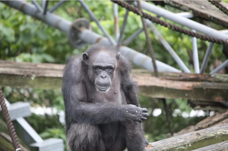 日本京都大學飼養的黑猩猩「愛」9日以49歲之齡死亡。（圖取自京都大學人類行為演化研究中心網頁ehub-kyoto-u.com）
