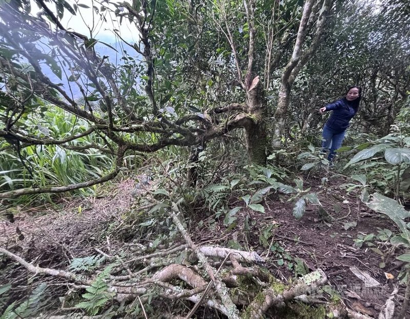越南古茶樹被濫伐情況日益嚴重，不少居民砍伐以燒火做飯，更有採茶農為方便採摘而砍斷樹枝，令徐國安與妻子菊姐心痛不已，不斷向當地政府呼籲有所行動。中央社記者曾婷瑄河內攝115年1月12日