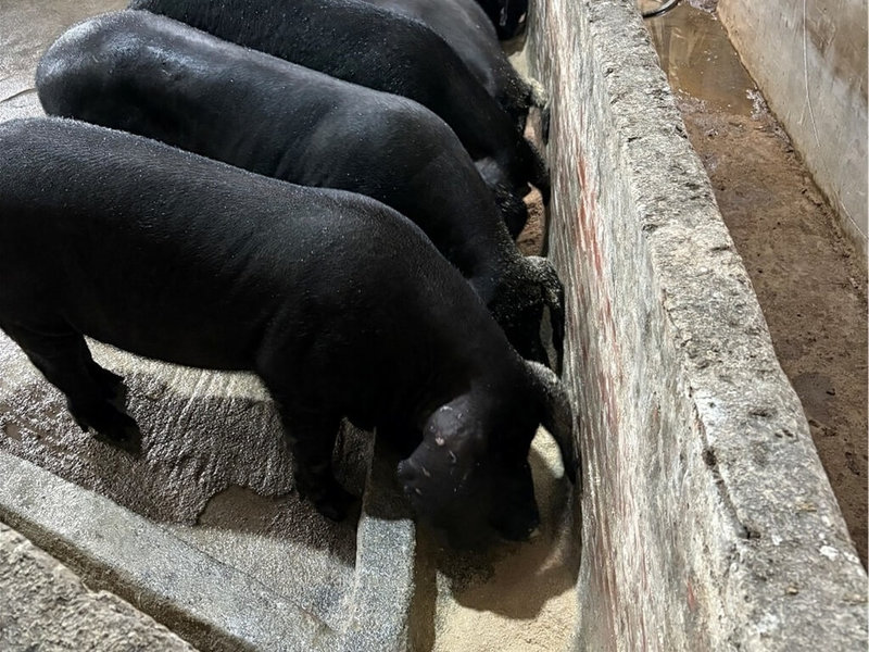 為防範非洲豬瘟，中央宣布自116年起全面禁止廚餘養豬，為減輕豬農經濟負擔，農業部提供轉型飼料補助及餵飼設備補助。新北市農業局表示，廚餘養豬場若申請立即轉型，可獲飼料補助加倍。（農業局提供）中央社記者王鴻國傳真　115年1月13日