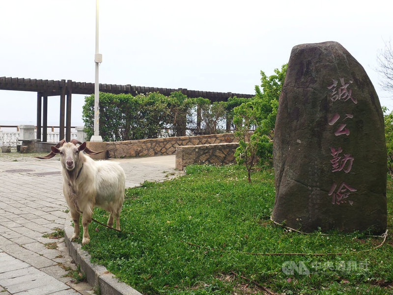 為解決校內雜草生長問題，馬祖高中2024年迎來校羊「羊肉爐」；校方表示，養羊除了除草，也讓學生學習生命教育，培養責任感與同理心。中央社記者潘欣彤攝　115年1月13日