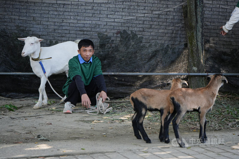 屏東伯大尼之家投入乳羊與肉羊飼養及專業管理多年，羊隻日常照護與飼養管理由畜牧班師生共同承擔，在專業教養團隊陪伴與引導下，助院生逐步習得一技之長。中央社記者黃郁菁攝　115年1月13日