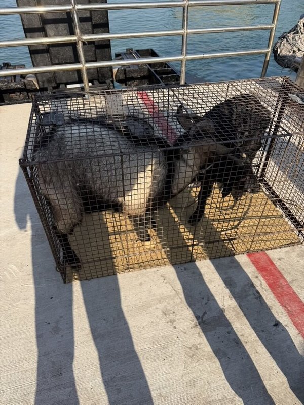 馬祖北竿頻傳羊隻闖入觀光景點或道路，連江縣政府產業發展處已捕獲11隻無主羊。目前產發處正研擬處置方式，考慮宰殺後，羊肉開放民眾認購，或捐贈給弱勢團體。（連江縣政府產業發展處提供）中央社記者潘欣彤傳真　115年1月13日