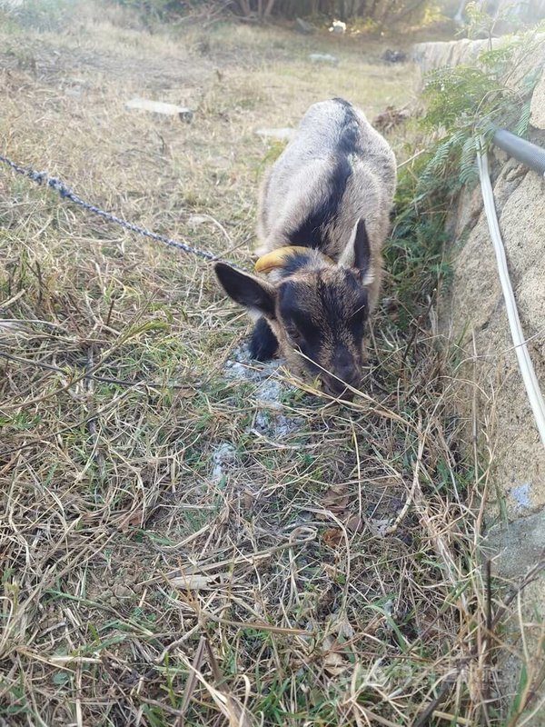 繼校羊「羊肉爐」之後，馬祖高中今年初再獲民眾捐贈幼羊1隻（圖），校方考慮循「羊肉爐」例子開放全校投票命名。中央社記者潘欣彤攝　115年1月13日