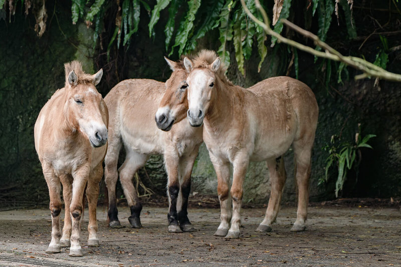 台北市立動物園指出，蒙古野馬（圖）是世界上僅存的野馬，1960年代末被宣告在野外滅絕，經各方合作投入復育，目前蒙古野馬保育類別已被調整為瀕危（EN）等級，可見野外族群存續朝向樂觀方向發展。（台北市立動物園提供）中央社記者楊淑閔傳真　115年1月14日