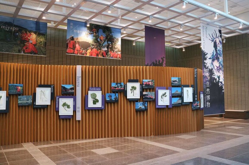 自然科學博物館推出「鄒．自然博物」特展，展出30多件臘葉標本，包括楓香、九芎、金草蘭、雀榕、茄苳、山黃梔、月桃等植物，展示其在建築、醫療、染色、獵蹤等面向的實用價值與象徵意義。（科博館提供）中央社記者趙麗妍傳真 115年1月14日