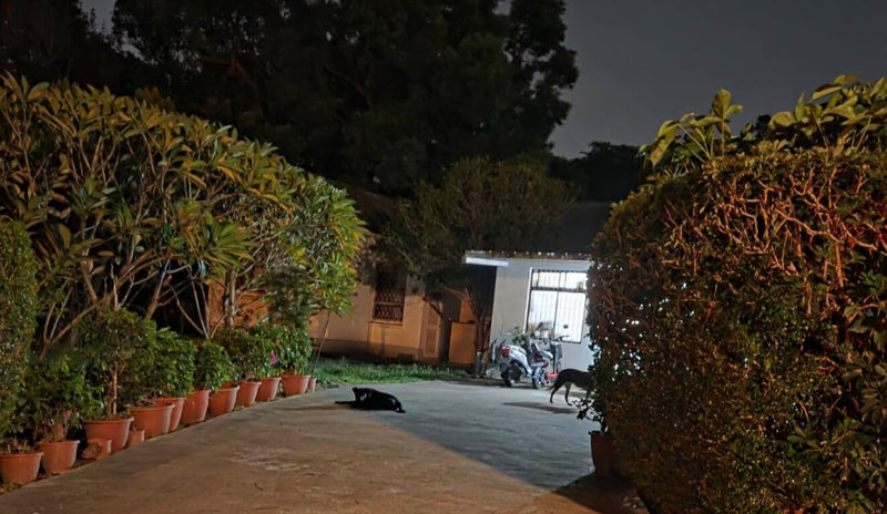 東海大學教職員宿舍區常有流浪狗出沒，有民眾控訴犬隻常在夜間吠叫、追車或占據馬路，動保處14日表示，目前已捕捉4犬，另有2黑犬列為追捕對象。（民眾提供）中央社記者趙麗妍傳真　115年1月14日