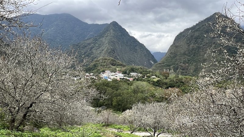 年初連續幾波濕冷低溫,台東主要賞梅區已出現雪白花海,預計20日後達到盛開;不過有的地方因受去年颱風影響未開花。圖為南橫新武部落梅花,即將進入盛開期。中央社記者盧太城台東攝 115年1月14日