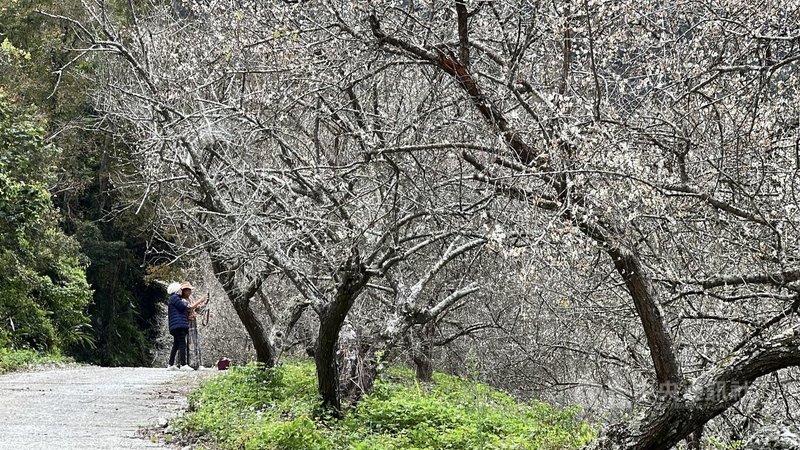 台東海端鄉南橫公路旁的新武部落梅花已綻放,雪白花海吸引遊客。中央社記者盧太城台東攝 115年1月14日