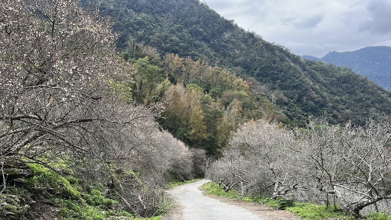 年初連續幾波濕冷低溫，台東主要賞梅區已出現雪白花海，預計20日後達到盛開，圖為南橫新武部落梅花。農民說，梅花開宣告春節腳步近了。中央社記者盧太城台東攝　115年1月14日