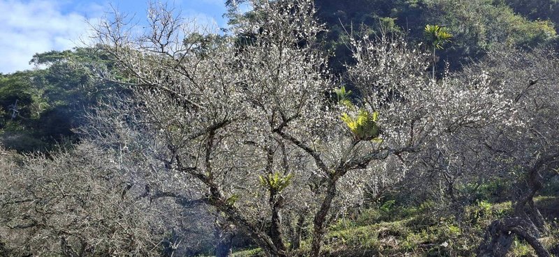 高雄市六龜區梅花為全台最南端的賞梅勝地，集中在寶來竹林休閒農業區，以胭脂梅、百年梅樹為特色，花期在冬季，自12月底至1月，盛開時如雪景，目前梅花已開約6成，六龜區公所邀民眾到訪賞梅，享受「冬日山城」風情。（高雄市六龜區公所提供）中央社記者張已亷傳真 115年1月14日