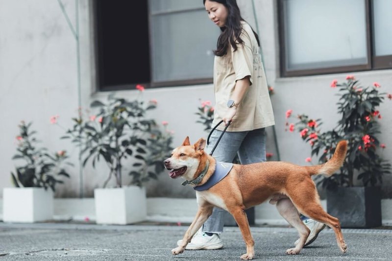 高雄市動保處近年以「源頭管理、絕育優先」為核心治理策略，全面推動犬貓絕育政策。（高雄市動保處提供）中央社記者蔡孟妤傳真　115年1月15日