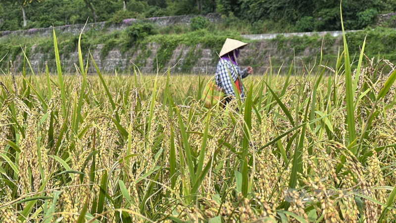 圖為台東農民採收農作物。（中央社檔案照片）