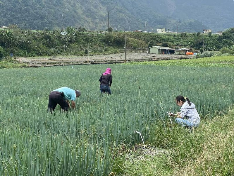 宜蘭三星蔥具蔥白長、口感鮮甜特色，近幾年因颱風及病蟲害，產量銳減，農業部花蓮區農業改良場於2023年試辦協助移地保種，成效良好。（花蓮農改提供）中央社記者汪淑芬傳真  115年1月16日