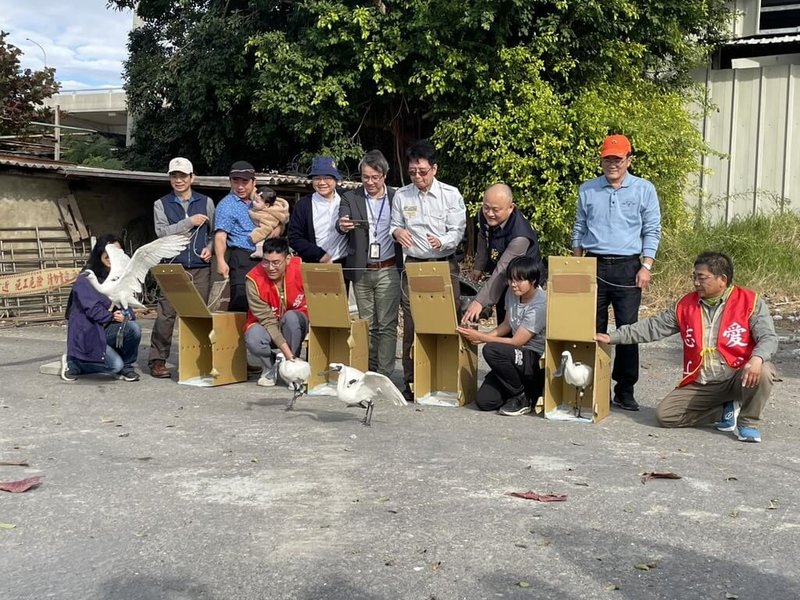 台南市七股區2025年12月下旬陸續發現4隻感染肉毒桿菌黑面琵鷺，所幸經救援後順利康復，並分別繫上腳環，於16日下午野放。（台南市政府提供）中央社記者張榮祥台南傳真 115年1月16日