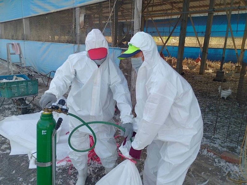 屏東縣高樹鄉1處蛋中雞場確診H5N1亞型高病原禽流感病毒，動物防疫所16日前往撲殺8640隻蛋中雞，並督導業者完成場區清潔及消毒工作。（屏東縣政府提供）中央社記者李卉婷傳真　115年1月16日